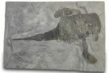 Eurypterus (Sea Scorpion) Fossil - New York #310221-1
